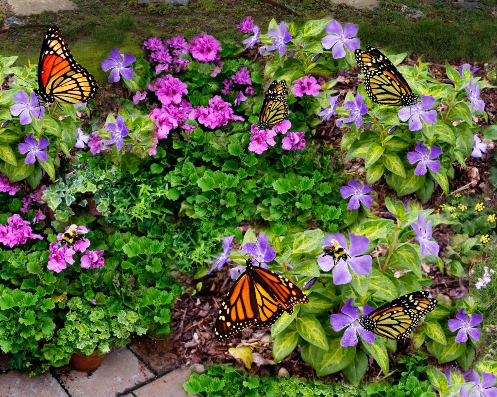 Butterflies and Bees 20x24.jpg